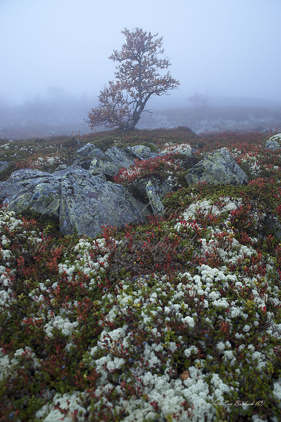 Foto av Eva Bucksch